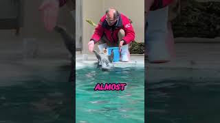 He Said No But The Otter Did This