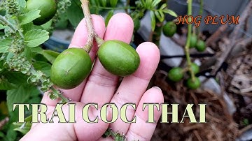 Cây Cóc Thái 8 Tháng Tuổi Mùa Đông Trái Vẫn Trĩu Cành