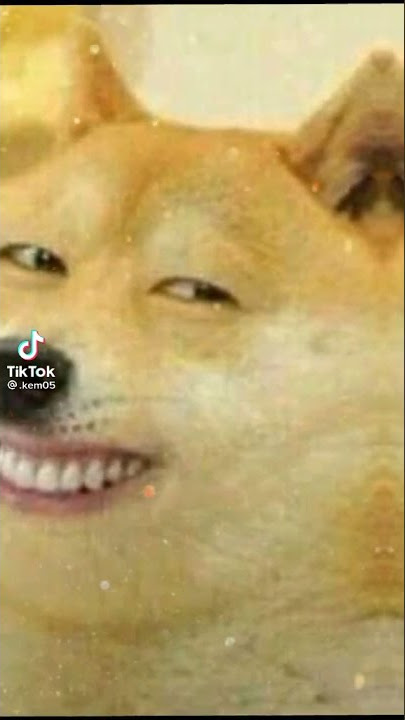 Mèo Tom hát cover trời ơi cái quần què gì đây