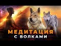 Волчья медитация