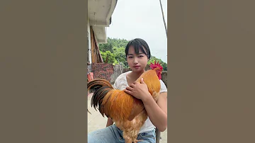 A Big Rooster That Can Understand Human Speech A Big Rooster That Likes To Be Hugged A Fighter Am 