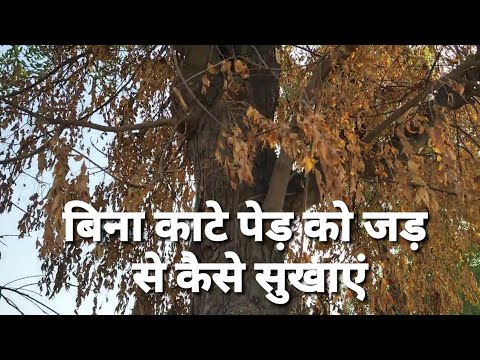 वीडियो: एक सरू के पेड़ का कायाकल्प - सरू के पेड़ों को काटने के टिप्स