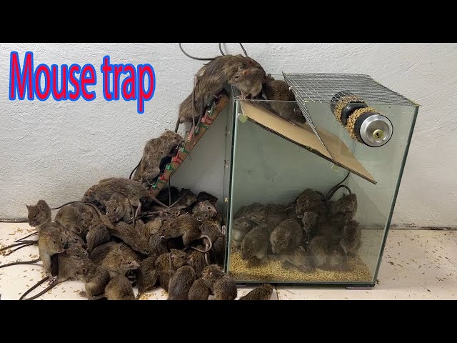 Good 10 extremely effective mouse traps \ The best homemade glass