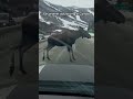 Helping A Moose After It Fell Over The Median On The Highway
