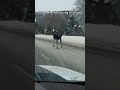 Helping A Moose After It Fell Over The Median On The Highway