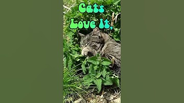 Got to love some of the plants that grow on their own. #homesteading #cats #catnip #subscribe