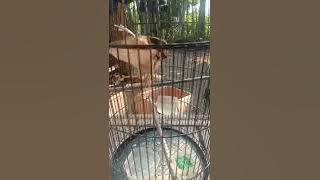 cigun isian cililin sambung belalang emas