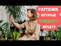 Растения, которые очищают воздух