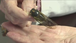 Here is what you need to know about the return of periodical cicadas