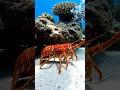 Langosta Found Under a Rock #mexico #langosta #fondodelmar