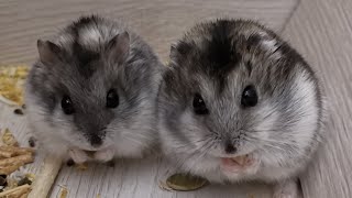 Project Hamster - test. Проект Хомяк - испытание