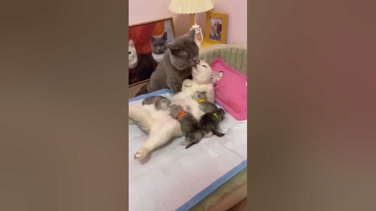 котики целуются😽 - YouTube