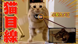 悪さばかりする愛猫にカメラつけたら異次元の世界が広がってたww