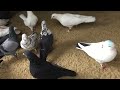 #Pigeons.Про бакинских голубей.