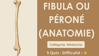 Fibula ou Péroné (anatomie)