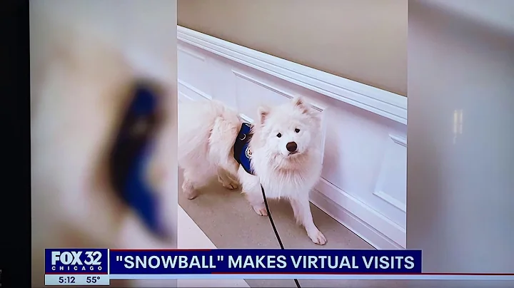 Snowball the Therapy Dog Making Virtual Visits Dur...