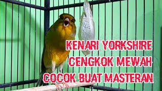 Kenari Yorkshire Cengkok Mewah,Cocok Buat Masteran #kenari #kenarigacor