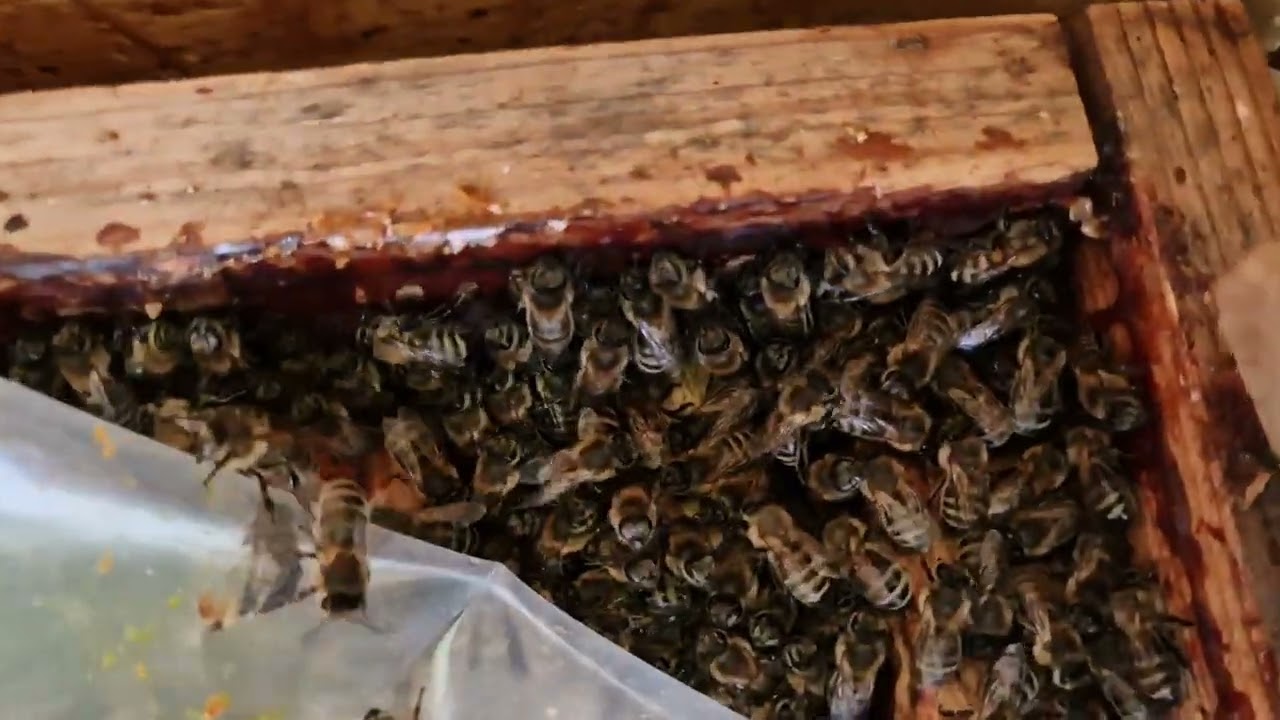 مؤشرات الرغبة في التوسع و جمع العسل عند النحل .