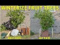 Protect Fruit Trees From Frost And Freeze - Winterizing Fruit Trees