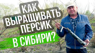 видео: Посадка персика в Сибири. Как правильно высадить и формировать картинка: Посадка персика в Сибири. Как правильно высадить и формировать