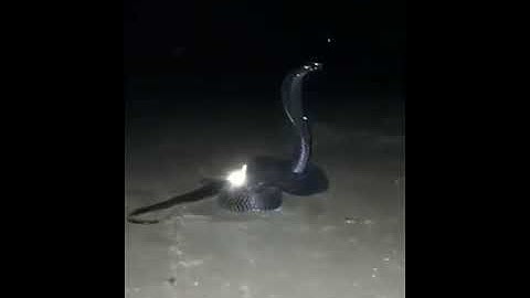 Giant Snake🐍 | anaconda full movie | latest anaconda movie clips 2021 | Giant Snake video sence