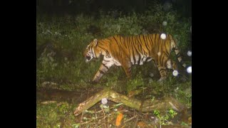 Rare Sighting of Royal Bengal Tiger in North Sikkim