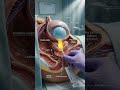 Medical 3D guide: understanding Foley catheter placement and bladder drainage. ai generated