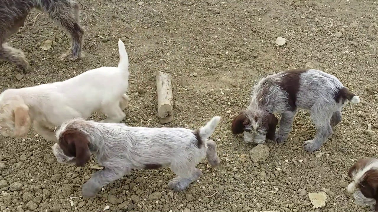 Cuccioli del Subasio