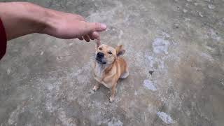 Funny and dog video chú chó hành động theo cử chỉ by Funny Video Vines 17 views 2 years ago 2 minutes, 38 seconds