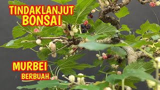 Tindaklanjut Perawatan Bonsai Murbei Yang Berbuah