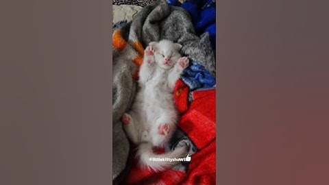 Just a cat stealing 💕 #cat #kitten #shorts #cutecats #meow