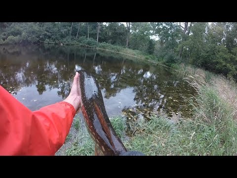 Video: Pike In The Carp Pond