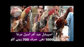 Sindhi Aseel Murgay.1000.Nahi 700 par Kg.Ramdan Offer 29/4/2022