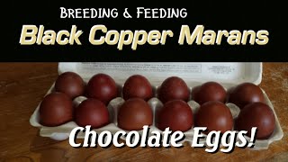 Black Copper Marans Chickens try out the Eglu by Omlet