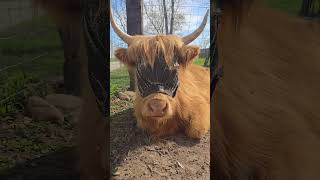 Resting highland cows #highland #highlandcow #minicow #farmanimals #farmlife #farmvlog #pets