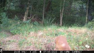 Trail Camera Wildlife | Young fox | Garden Watch Burton Joyce | #nature