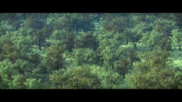 Master Thesis - Speedtree Houdini Arnold