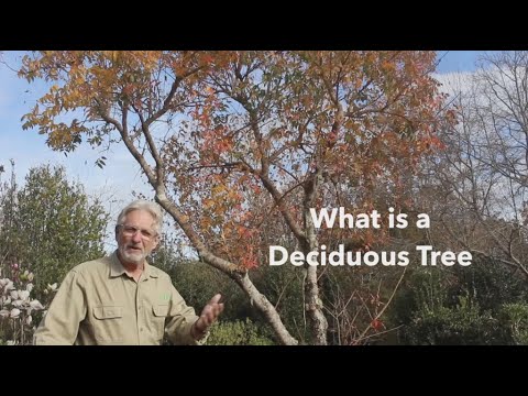 Video: Hvad betyder en løvfældende plante?