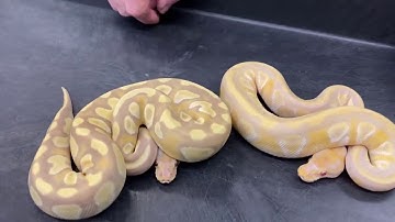 The Color Purple  Revisiting Toffee Candy Ball Pythons with some new combos!