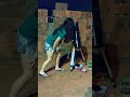 SAMAMBAIA - MINHA MÃE É A LUA