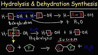 Différence entre l'hydrolyse et la synthèse de déshydratation