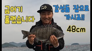 대물감성돔48센치#감성돔목줄의선택