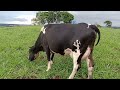Vaca comum / leite + bezerro = mais dinheiro 🔝 Manejo que produz + leite sem gastar mais!
