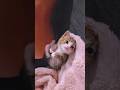 Cat videos cute cats kittens💕😻 #meow #kitten #cute