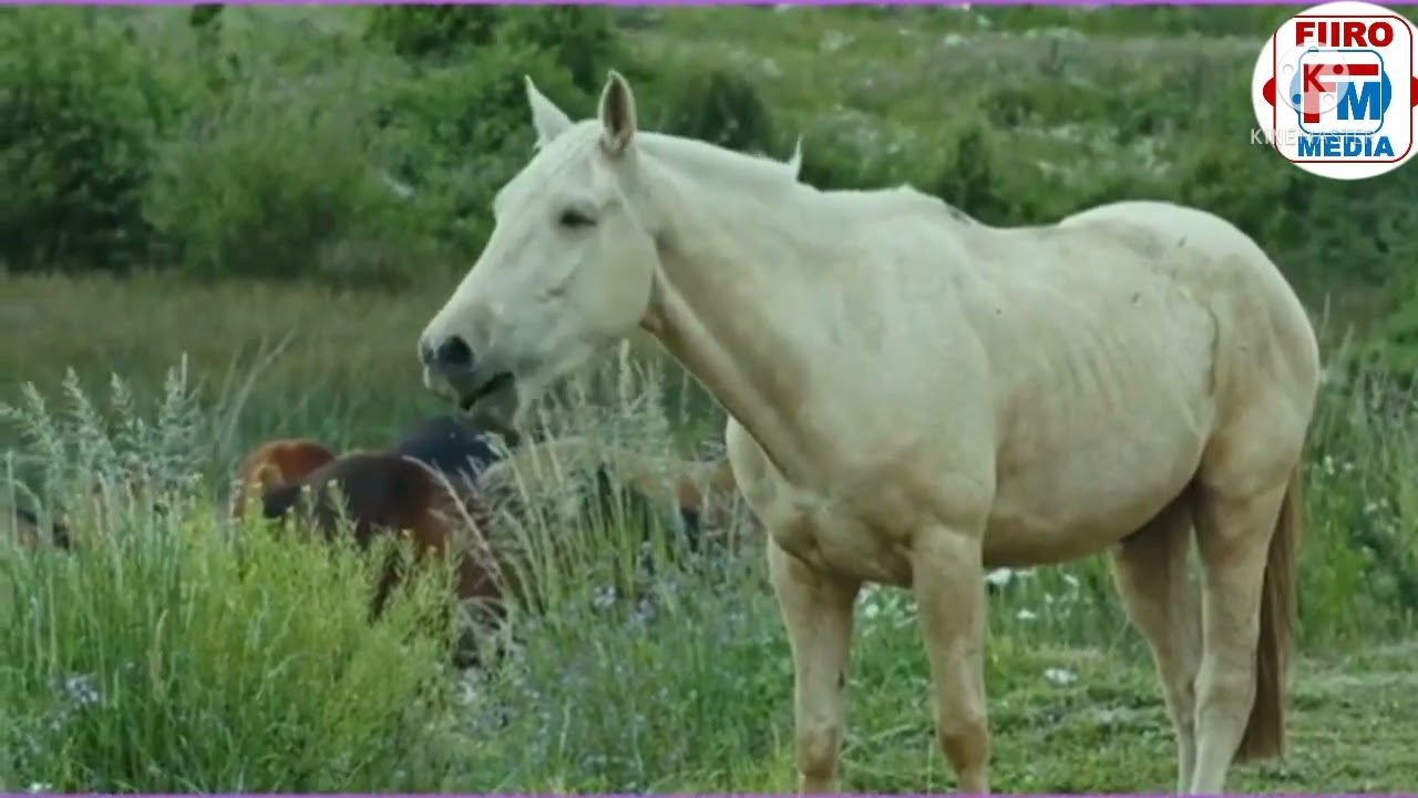 abwaan axmed cabdi muxumed iyo gabaygii dacwi