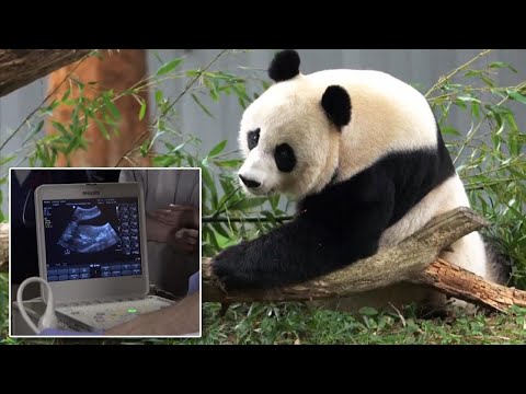 Video: Pet Scoop: Uggie Gets Book Deal, Nacionalinis zoologijos sodas „Panda“vyksta dirbtiniu apvaisinimu