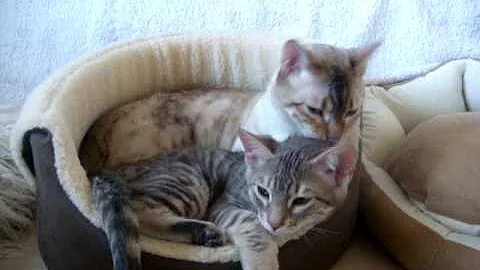 Video 5655021: snow spotted bengal, blue bengal