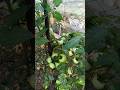 Organic tamatr lgaye hai #tmatar #shorts #khetibadi #gardening #sabjikikheti