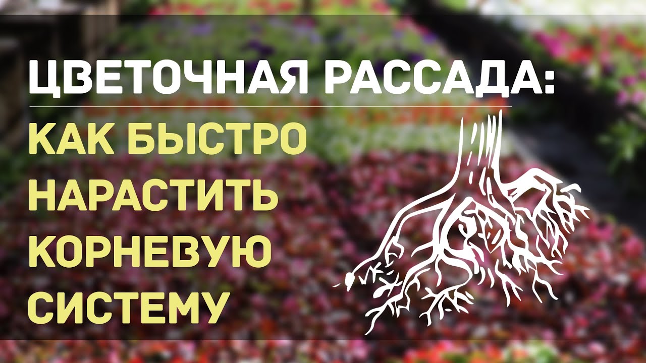 Для наращивания корневой системы. Чем подкормить рассаду для наращивания корневой системы. Как помочь рассаде нарастить корневую систему.