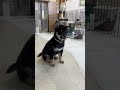 【豆柴犬】可愛すぎるおすわり💕